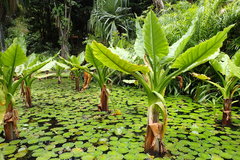 Typhonodorum lindleyanum