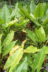 Typhonodorum lindleyanum