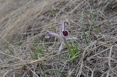 Iris narynensis