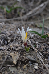 Colchicum kesselringii