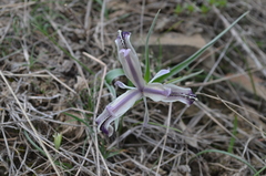Iris narynensis