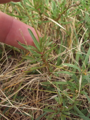 Acmella decumbens