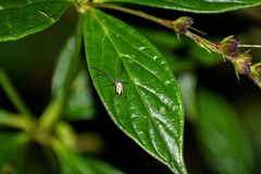 Spigelia pedunculata