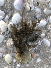 Acanthophora spicifera