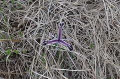 Iris narynensis