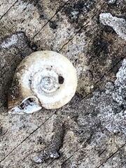 Planorbella campanulata