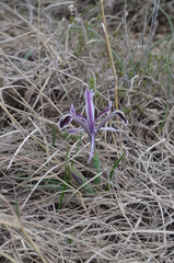 Iris narynensis