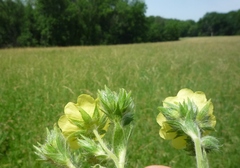 Potentilla recta obscura
