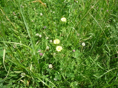 Potentilla recta obscura