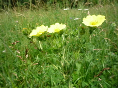Potentilla recta obscura