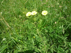 Potentilla recta obscura