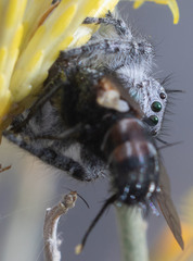 Phidippus kastoni