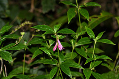 Spigelia pedunculata