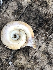 Planorbella campanulata