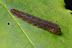 Lagium atroviolaceum