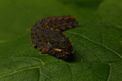 Lagium atroviolaceum