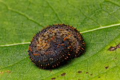 Lagium atroviolaceum