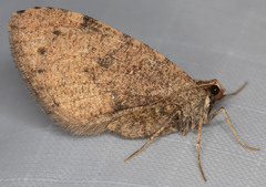 Stamnodes costimacula