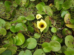Hydrocleys nymphoides