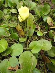 Hydrocleys nymphoides