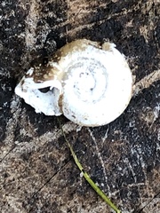 Planorbella campanulata