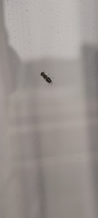 Microchrysa