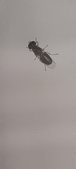 Microchrysa