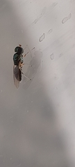 Microchrysa