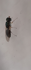 Microchrysa