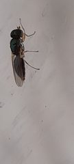Microchrysa
