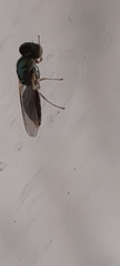 Microchrysa