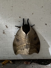Automeris coresus