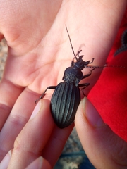 Carabus septemcarinatus