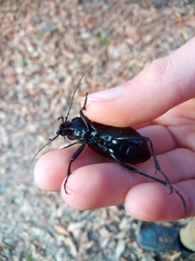 Carabus septemcarinatus