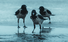 Corvus cornix