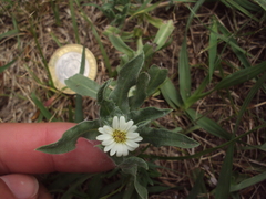 Noticastrum sericeum