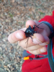 Carabus septemcarinatus