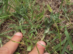 Noticastrum sericeum