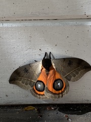 Automeris coresus