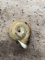 Planorbella campanulata