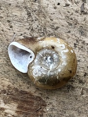 Planorbella campanulata