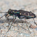 Western Tiger Beetle - Photo (c) Paul G. Johnson, some rights reserved (CC BY-NC-SA), uploaded by Paul G. Johnson