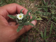 Noticastrum sericeum