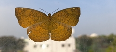 Ariadne merione