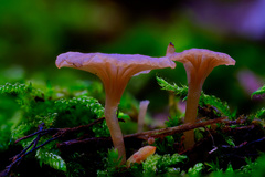 Arrhenia rickenii