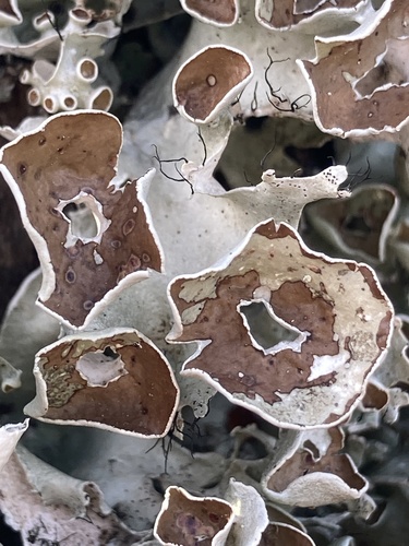 perforated ruffle lichen