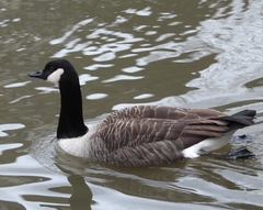 Branta canadensis