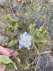 Passiflora arizonica