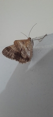 Lepidoptera