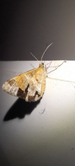 Lepidoptera